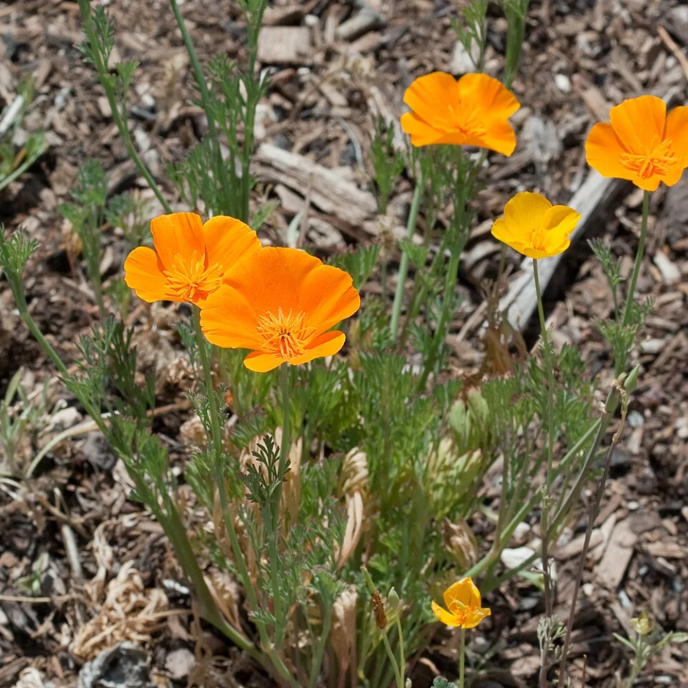 California Poppy