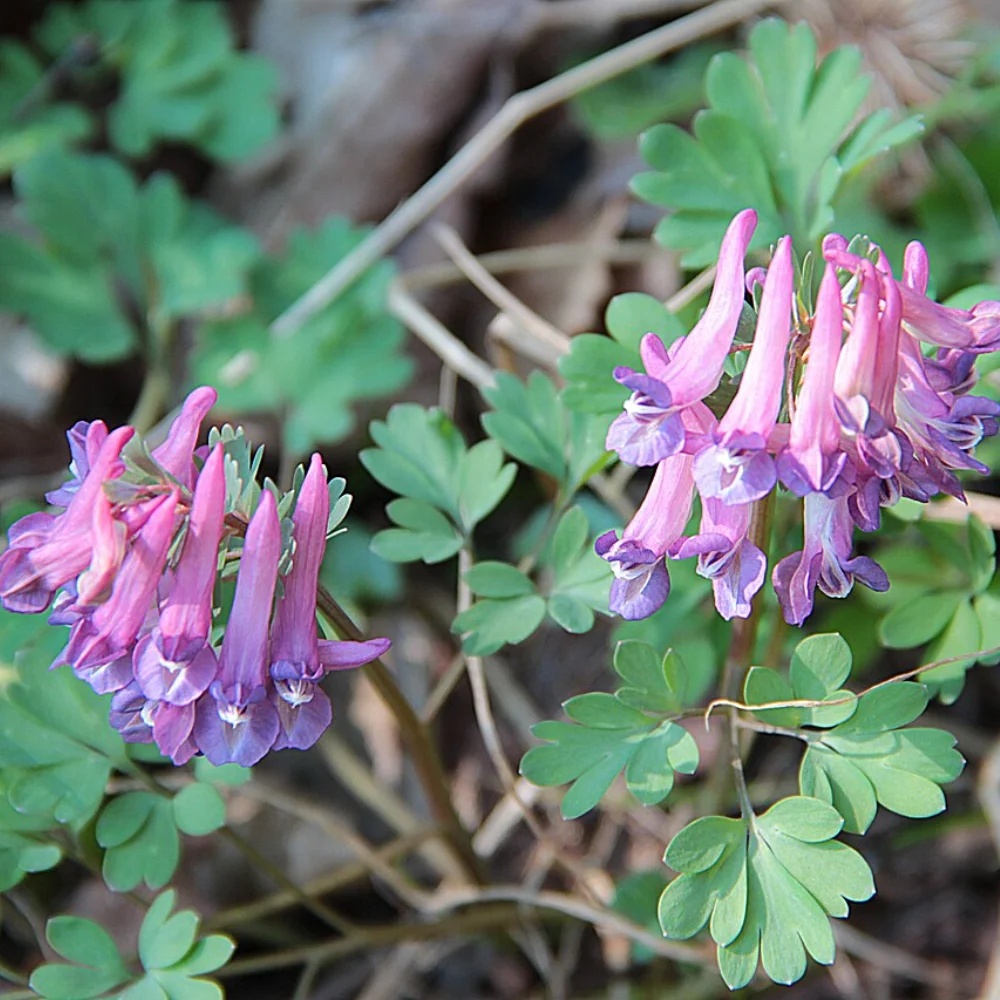 Corydalis Extract