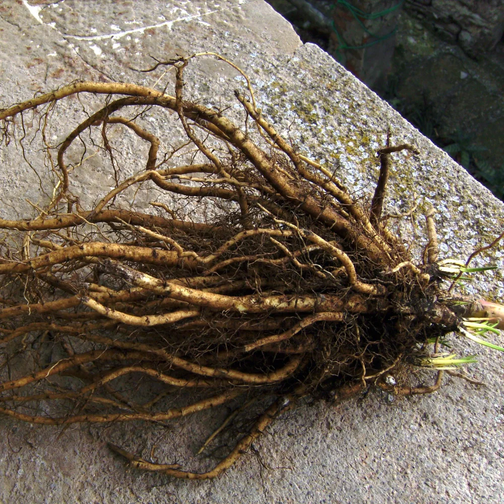 Marshmallow Root Extract