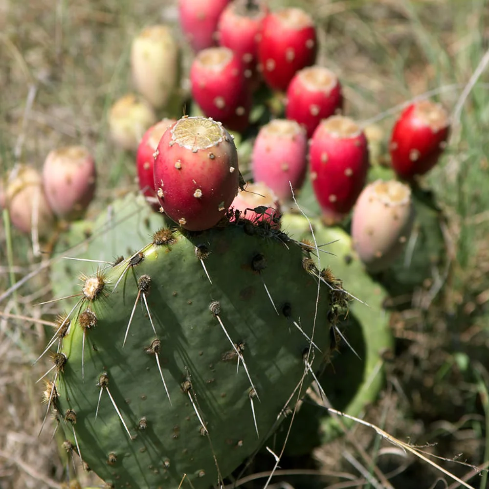 Prickly Pear Extract